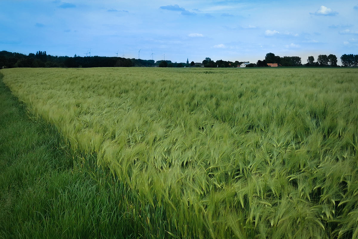 Feld bei Erkelenz